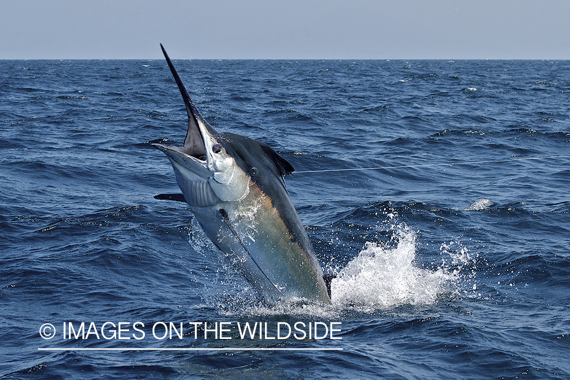 Deep sea fisherman fighting jumping black marlin.
