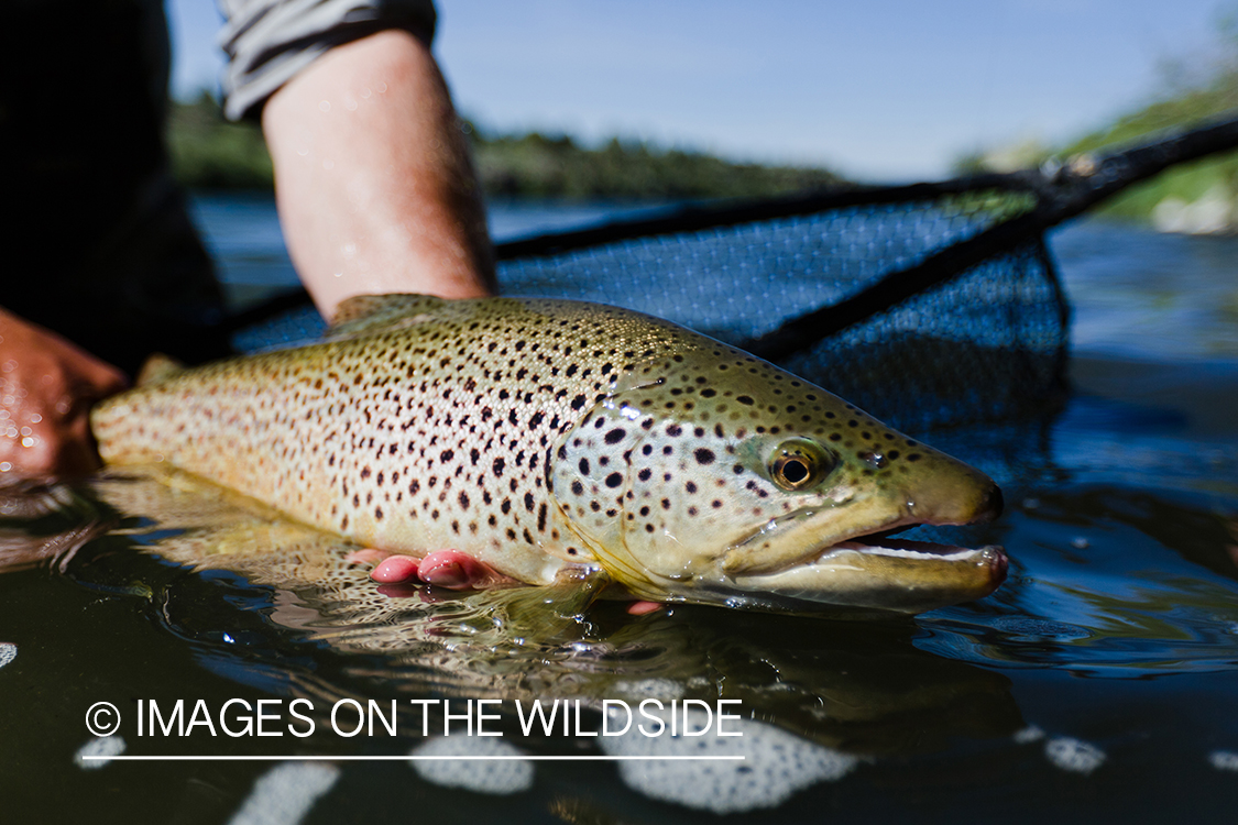 Brown trout.