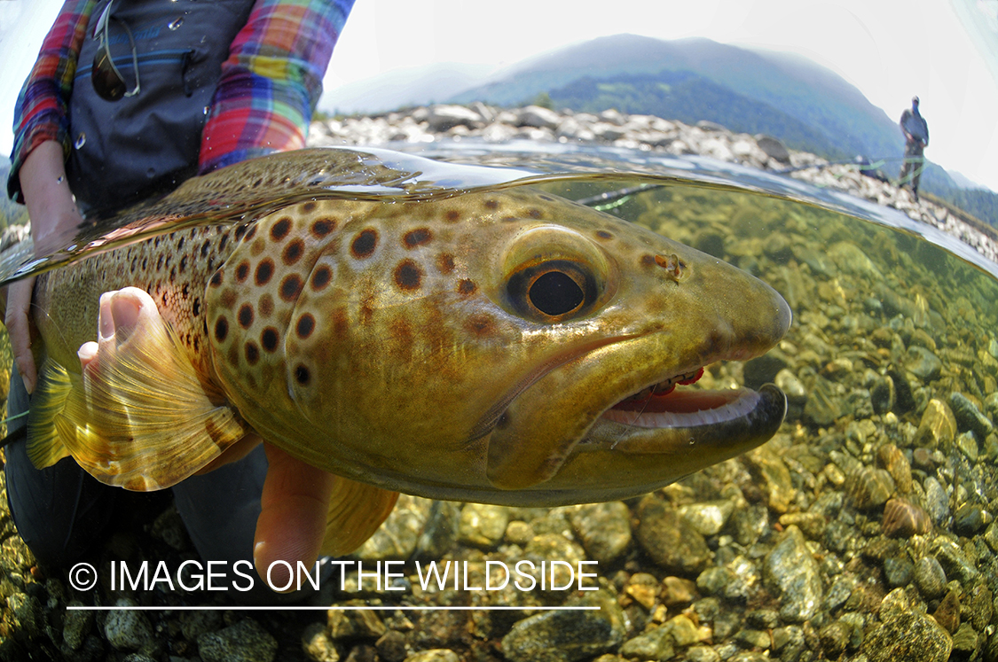 Brown trout in river in chile.