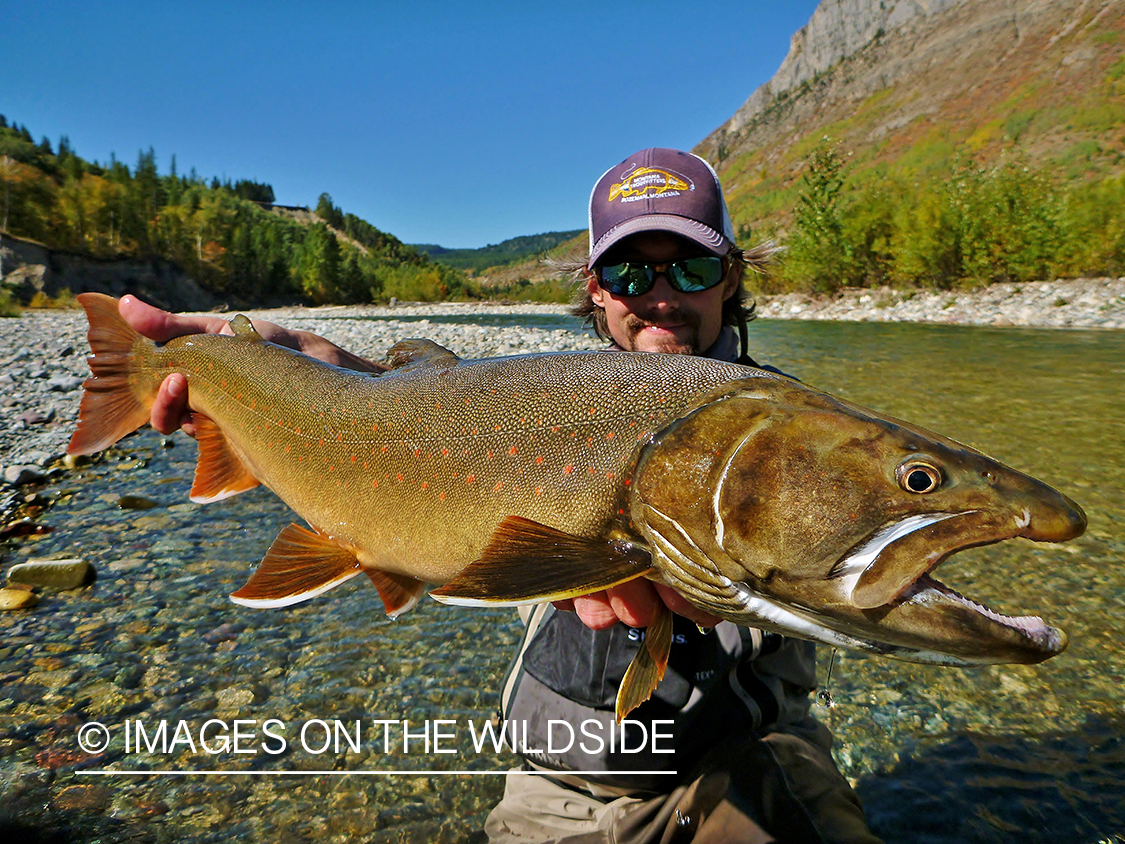 Flyfisherman with bull trout.