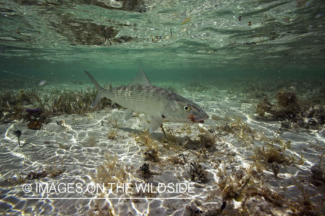 Bonefish underwater