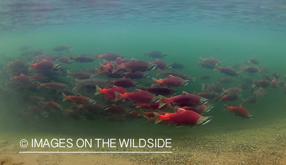 Sockeye Salmon. 