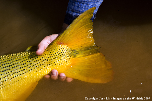 Flyfisherman holding the tail of a Golden Dorado