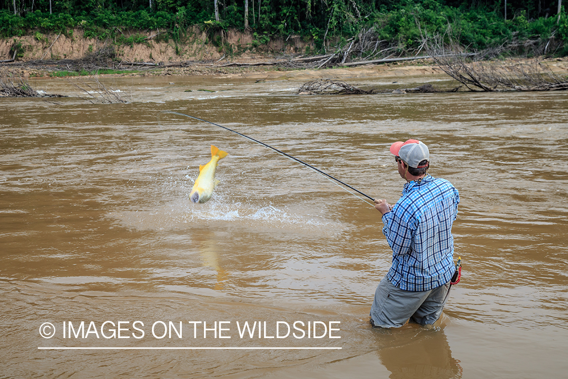 Flyfishing for Golden Dorado in Bolivia.