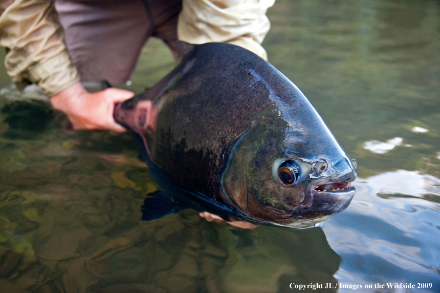 Flyfisherman releasing a pacu.