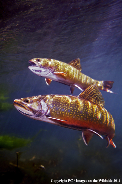 Brook trout, Henry's Lake, ID. 