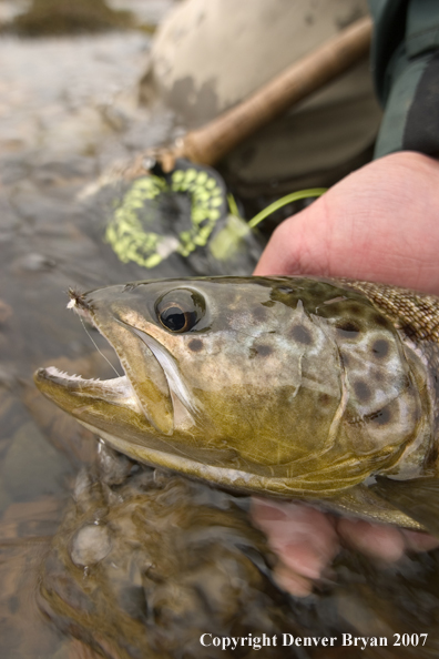 Close-up of brown trout.