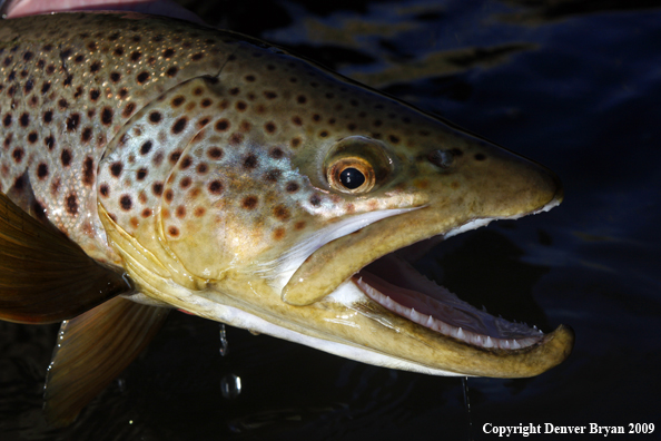 Large male brown trout