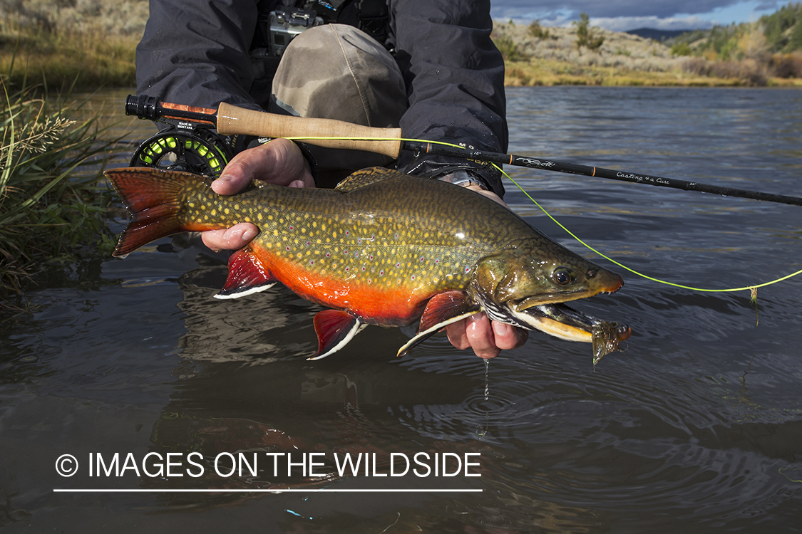 Brook Trout