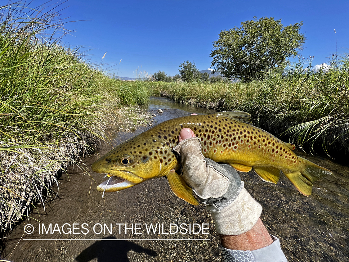 Flyfisherman holding brown trout on stream.