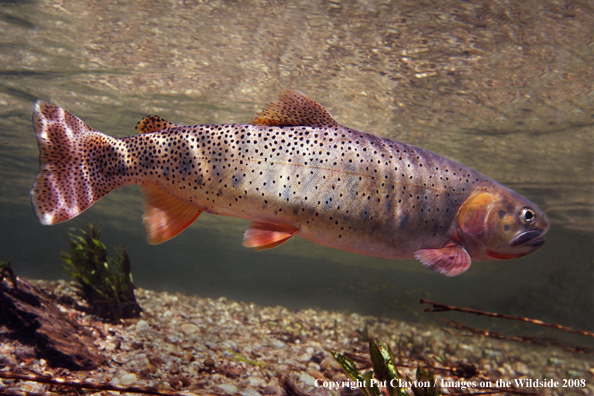 Cutthroat Trout