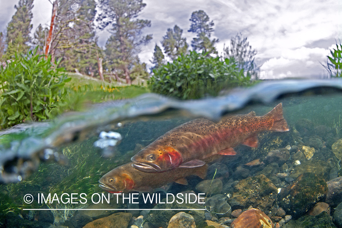 Cutthroat in water. 