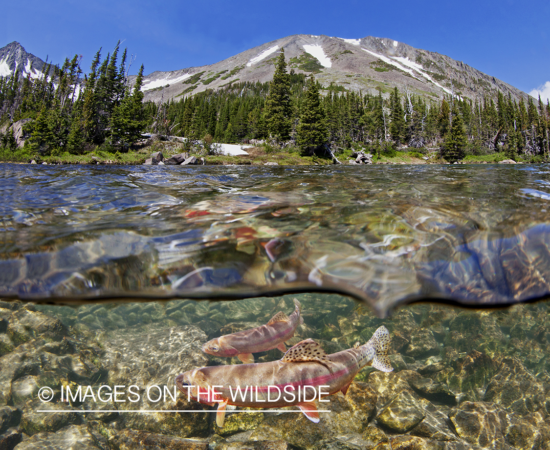 Golden Trout