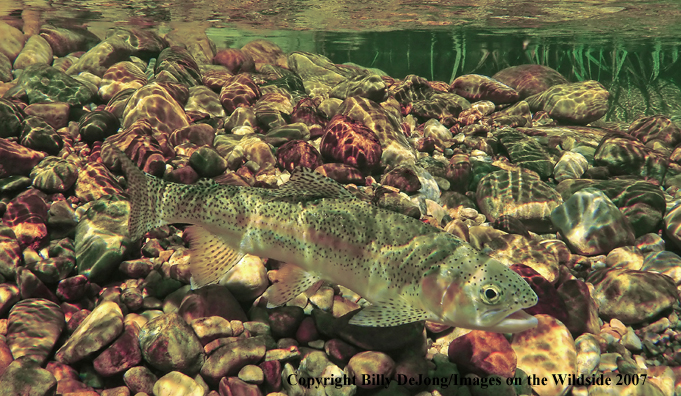 Underwater rainbow trout 