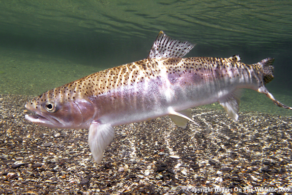 Steelhead Trout