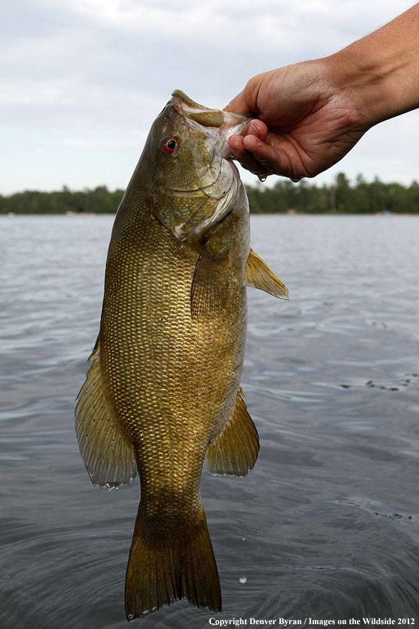 Fisherman with smallmouth bass.