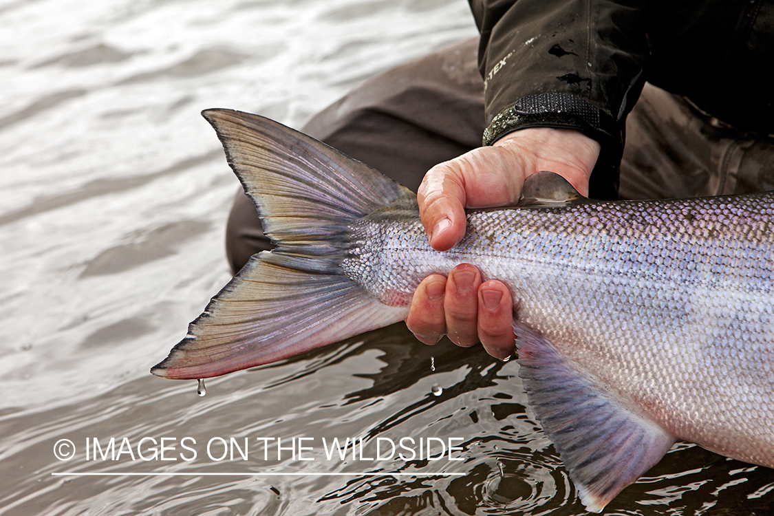 Flyfisherman with Alaskan Chum Salmon. (Bristol Bay, Alaska)