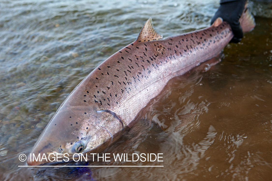 Flyfisherman with hooked Alaskan King Salmon. (Bristol Bay, Alaska)