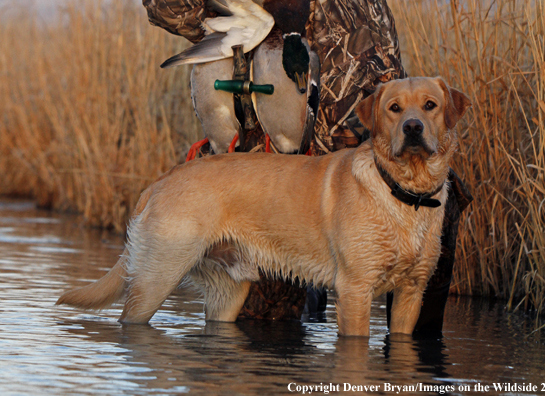 Yellow Labrador Retriever with bagged mallards. 