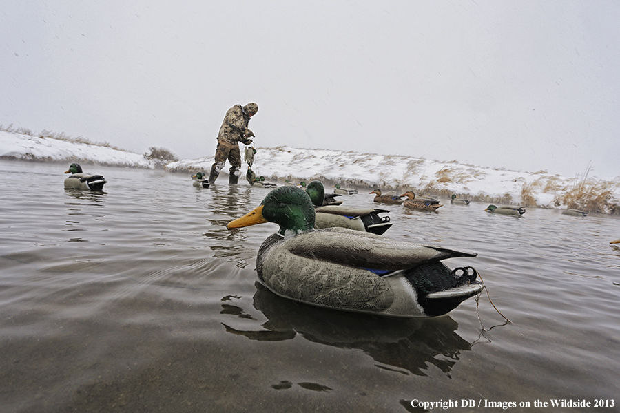 Waterfowl hunter setting decoys.