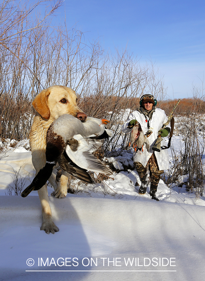 Waterfowl hunter and yellow labrador with bagged mallards in field.