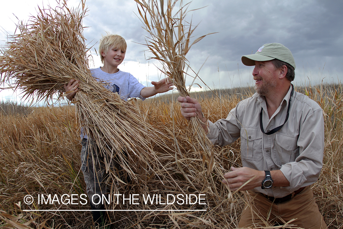 Father and son waterfowl hunters building blind.