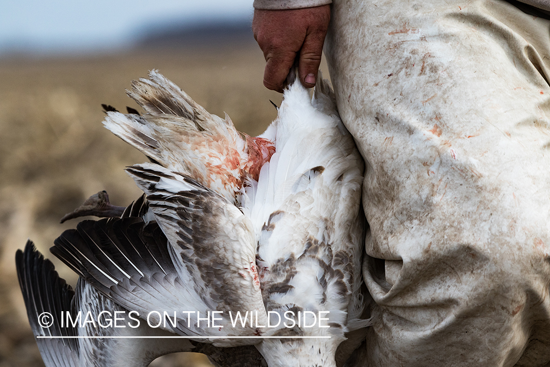 Hunter with bagged goose.
