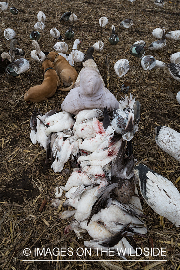 Hunters and labs in field with decoys and bagged geese.