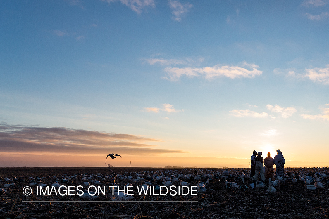 Hunters in field with decoys at sunset.