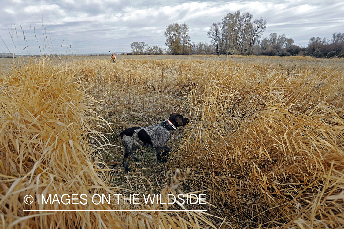 Upland game bird hunter in field with Griffon Pointer.