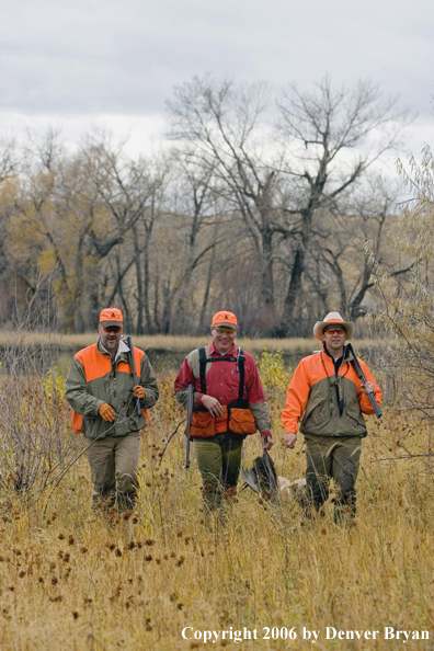 Upland hunters in field with bagged ring-necked pheasant.