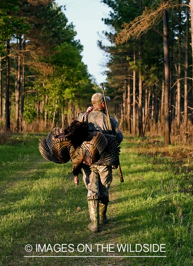 Turkey hunter in field with bagged turkey.