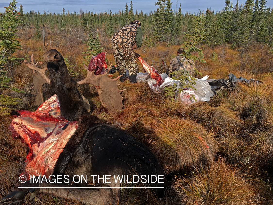 Hunter butchering Alaskan moose in field. 