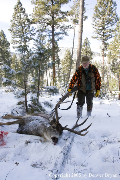 Mule deer hunter checks to see if downed buck is alive.