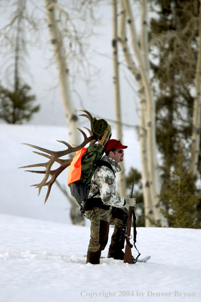 Big game hunter packing elk rack out on snowshoes.