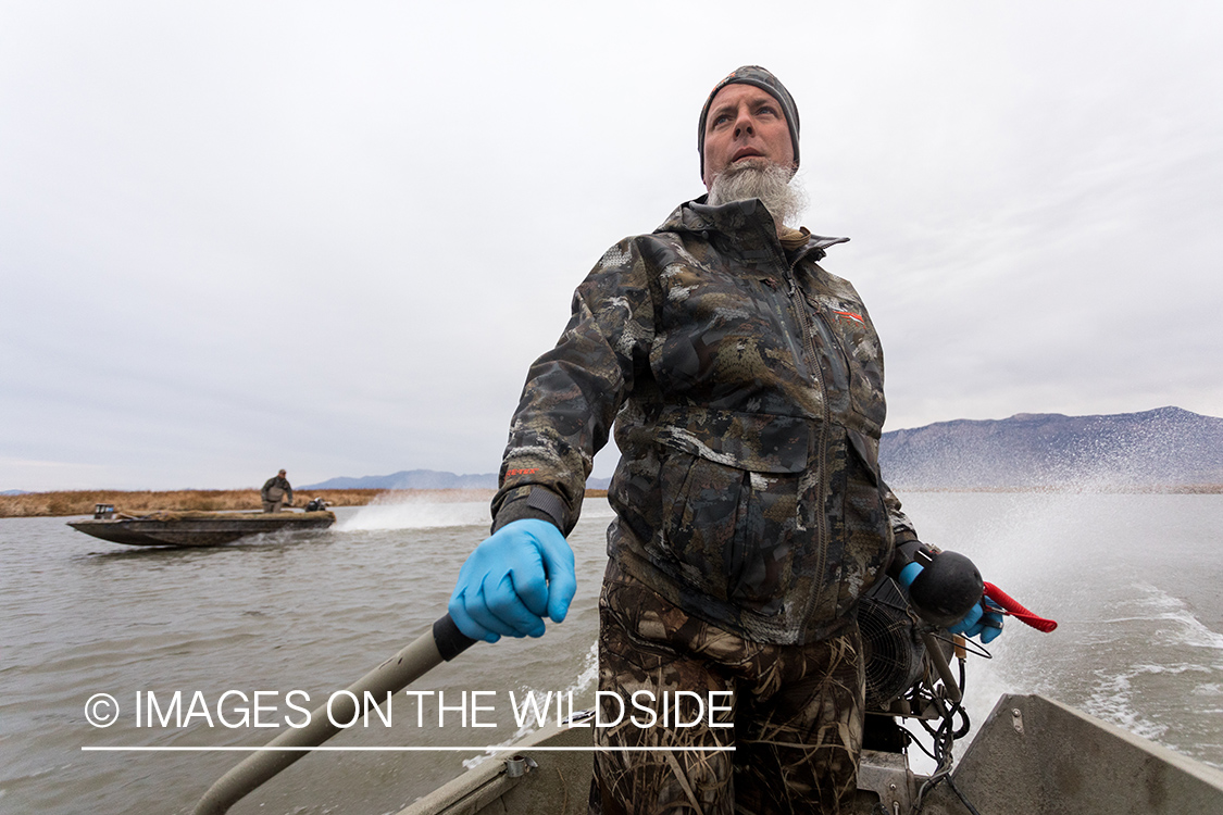 Hunting Tundra Swans and Ducks in Bear River region in Utah.