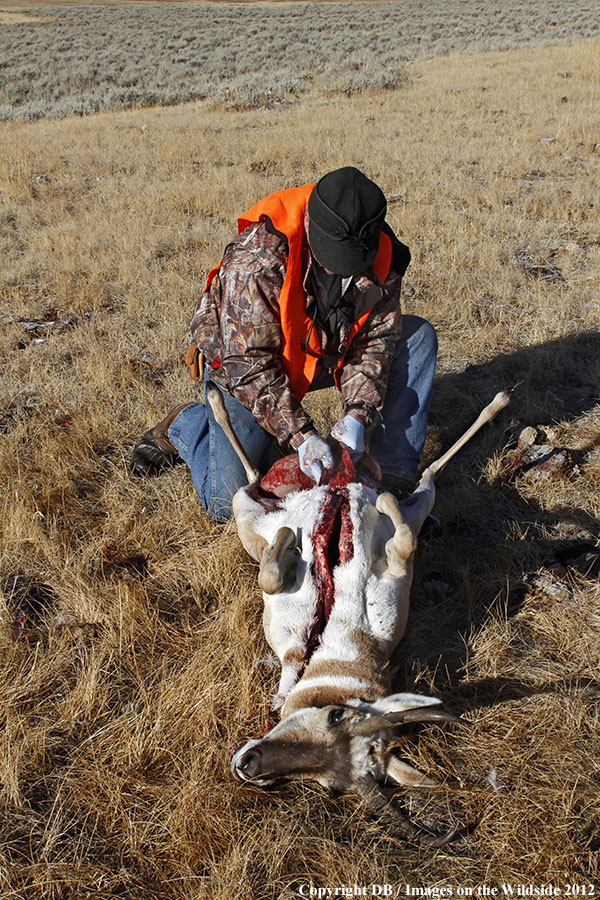 Field dressing pronghorned buck.