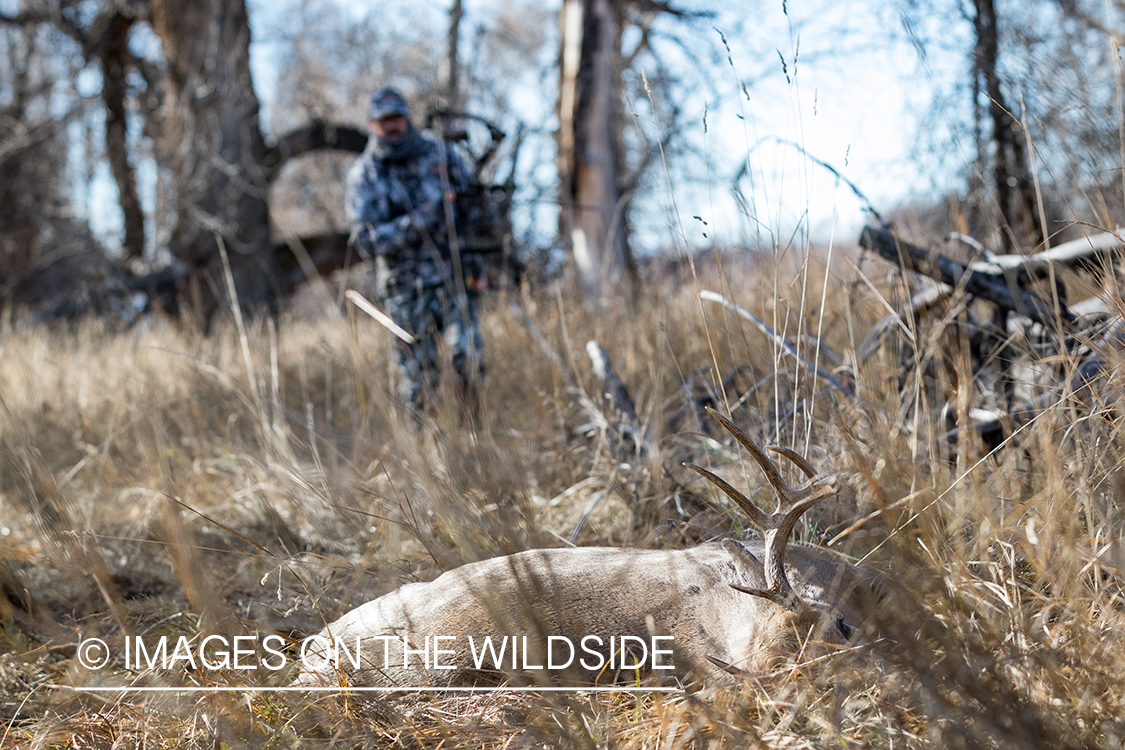 Bow hunter approaching downed white-tailed deer.