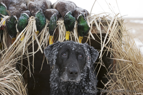 Black Labrador Retriever in blind with bagged ducks. 