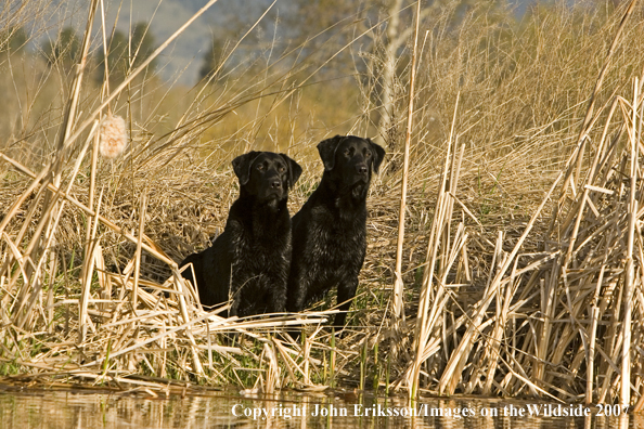 Black Labrador Retrievers