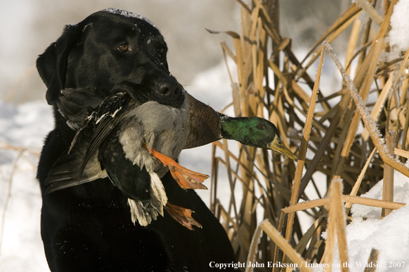 Black Labrador Retriever in field