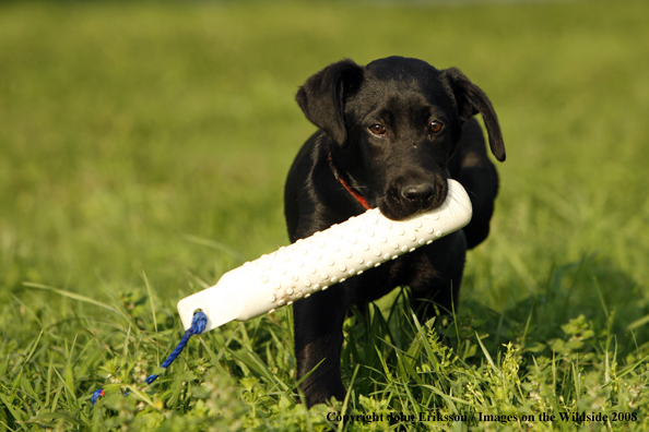 Black Labrador Retriever in field