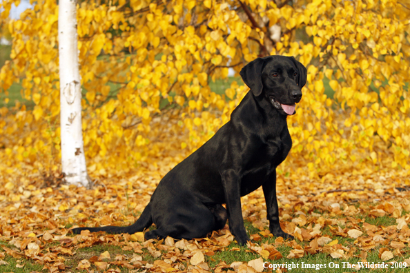 Black Labrador Retriever