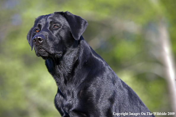 Black Labrador Retriever in field