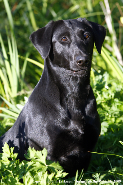 Black Labrador Retriever in field