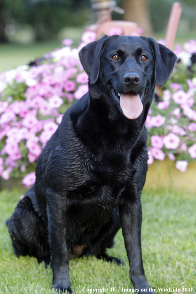 Black Labrador Retriever.