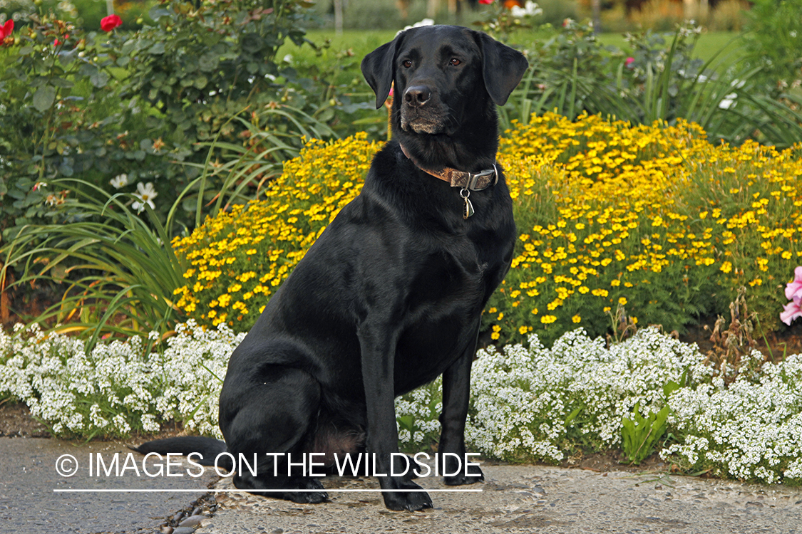 Black Labrador Retriever