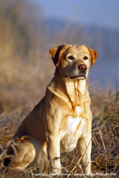 Yellow Labrador Retriever in field