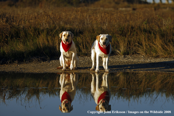 Yellow Labrador Retrievers in field