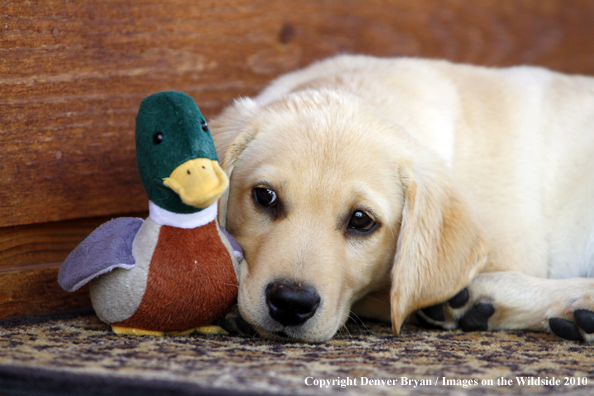 Yellow Labrador Retriever Puppy with toy